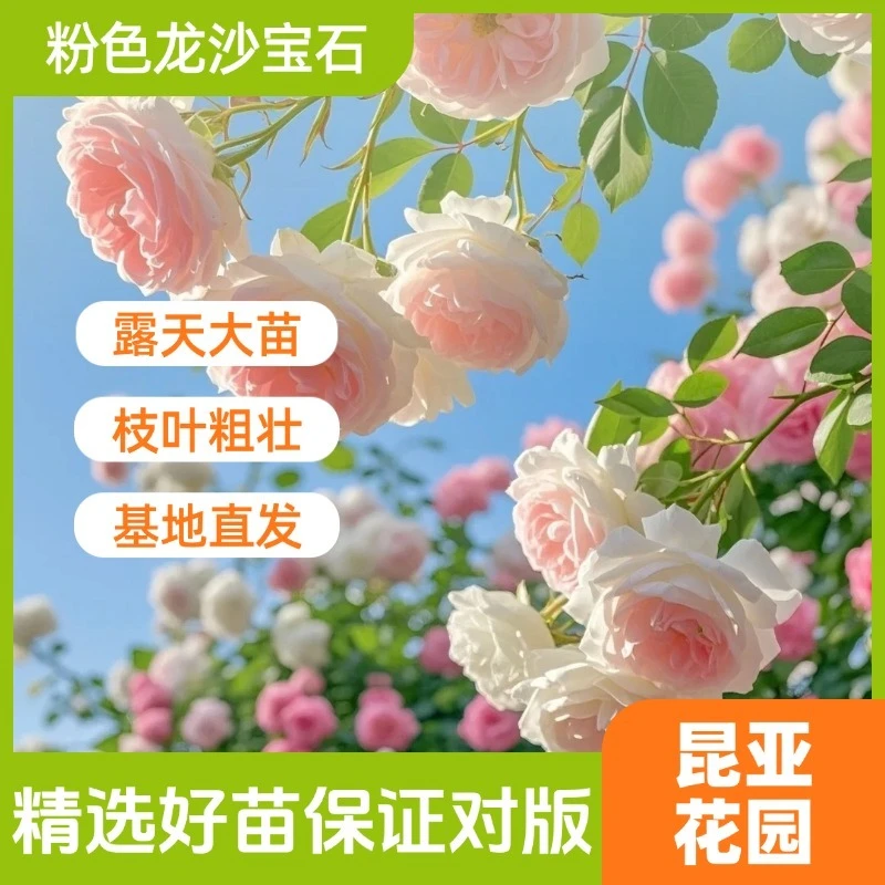 昆亚花园粉色龙沙宝石露天苗月季花苗阳台庭院盆栽四季开花带花苞