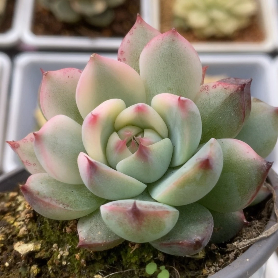 761锦锦锦锦锦锦锦锦