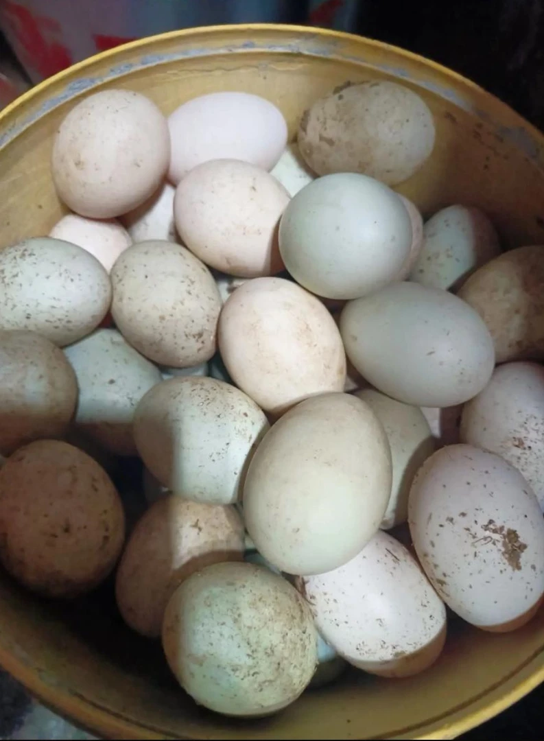 农家新鲜土鸭蛋，大小混发