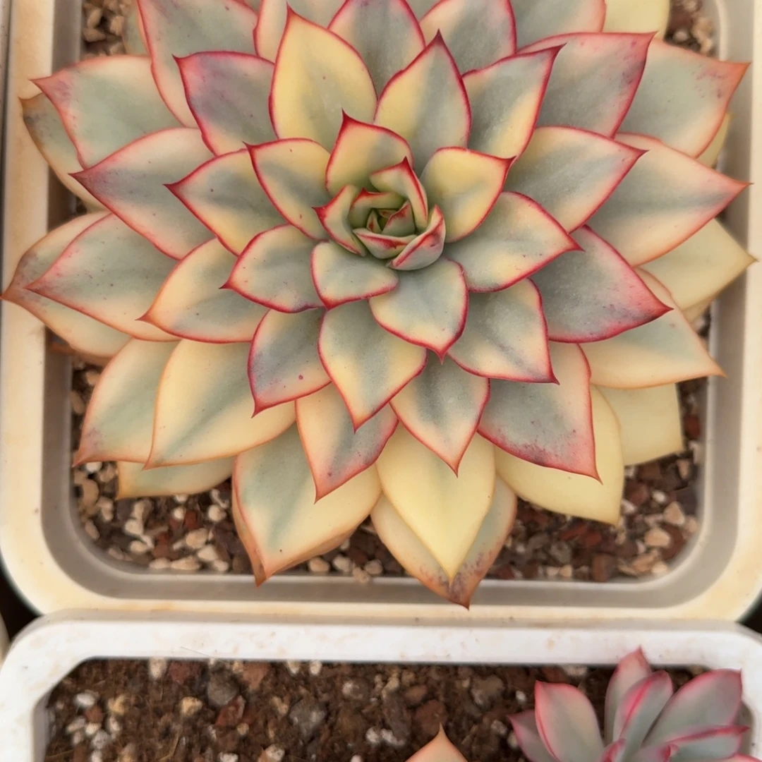 月光女神多肉植物链接