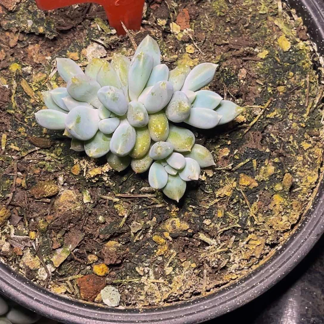 2512号晚上多肉植物群生多肉植物