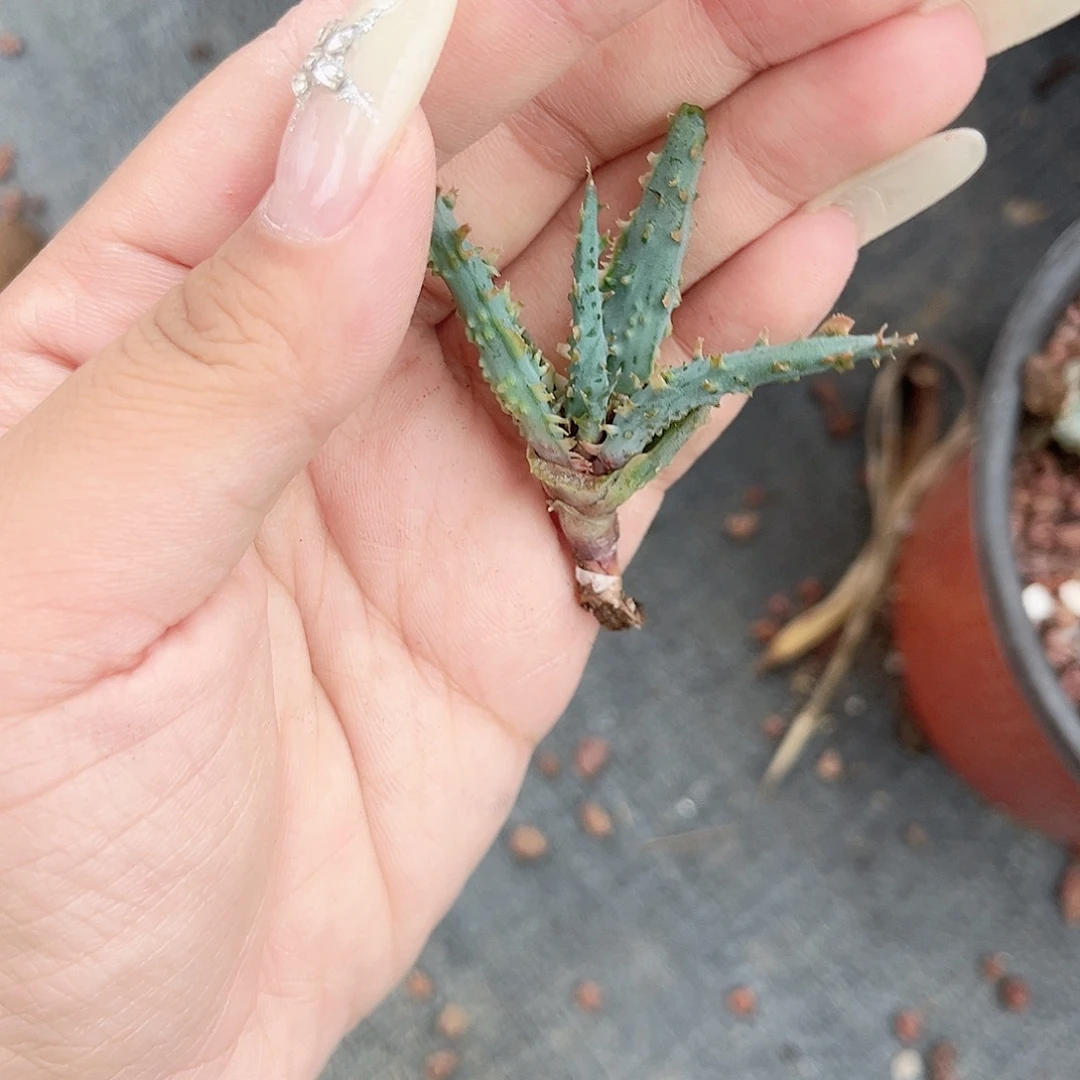 多肉植物园艺芦荟侧呀