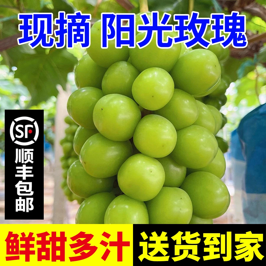 【顺丰包邮】阳光玫瑰鲜甜多汁新鲜采摘应季水果产地直发