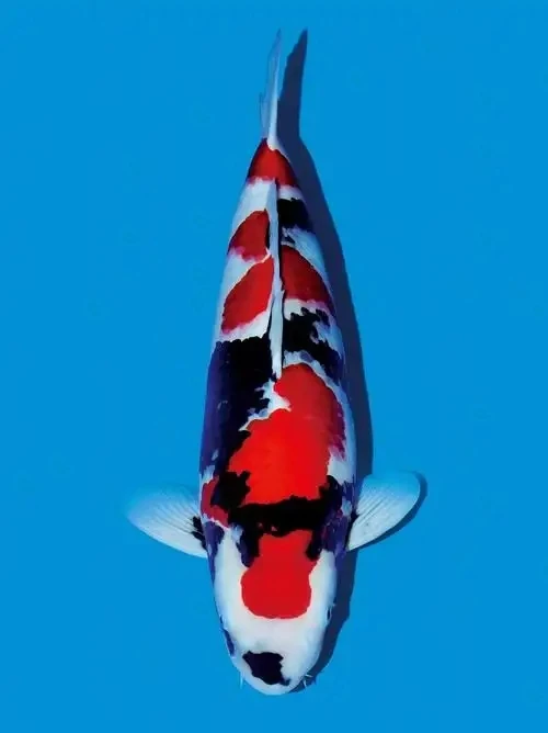 纯种红白锦鲤活体冷水观赏鱼耐活好养适合鱼缸家用