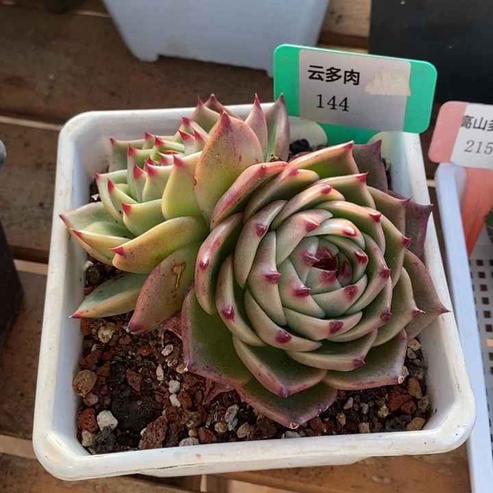 D144- 直播福利 蓝龙