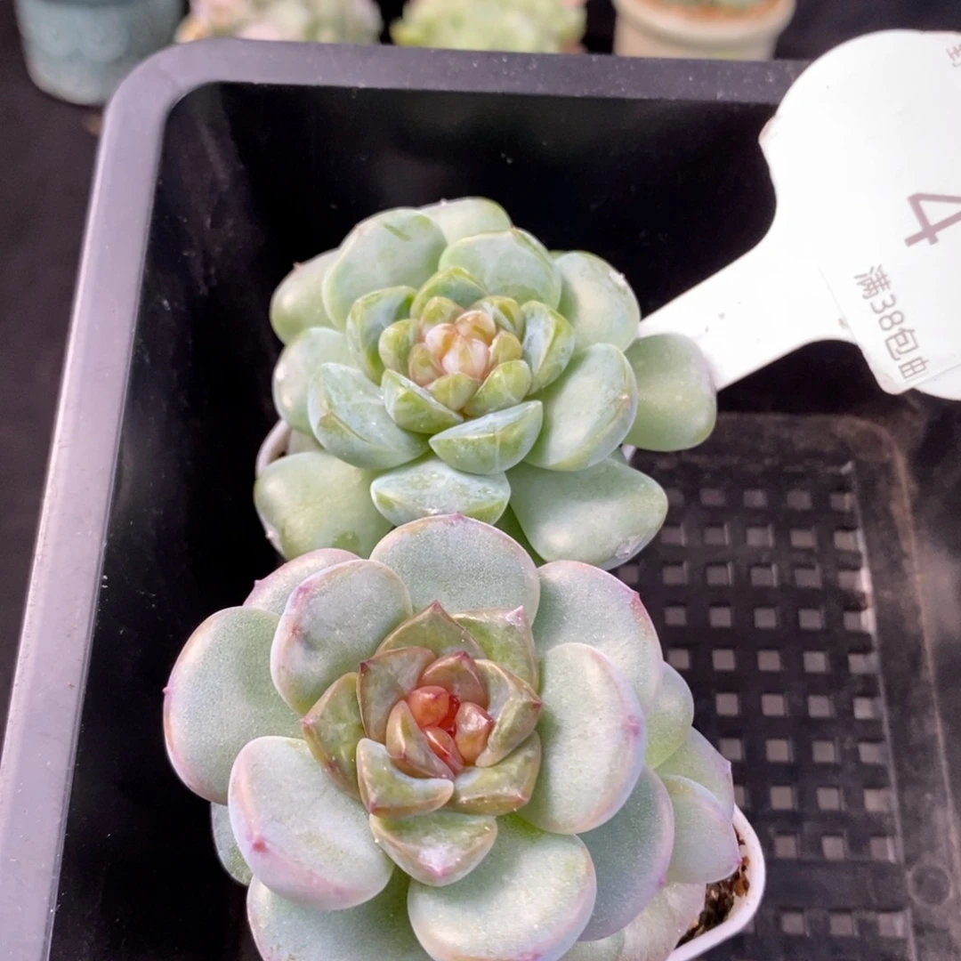 种播珍妮两颗一组福利