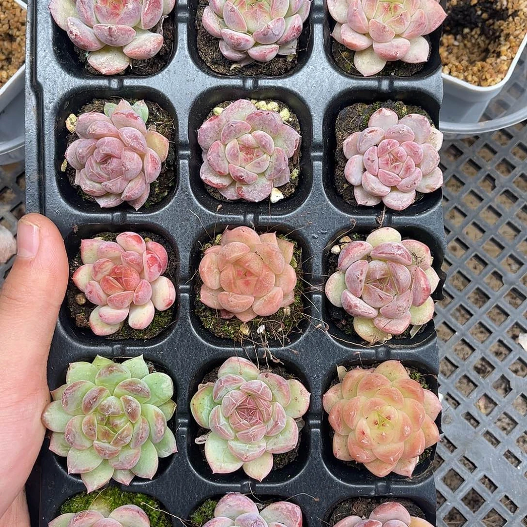 多肉一物一拍多肉7-13