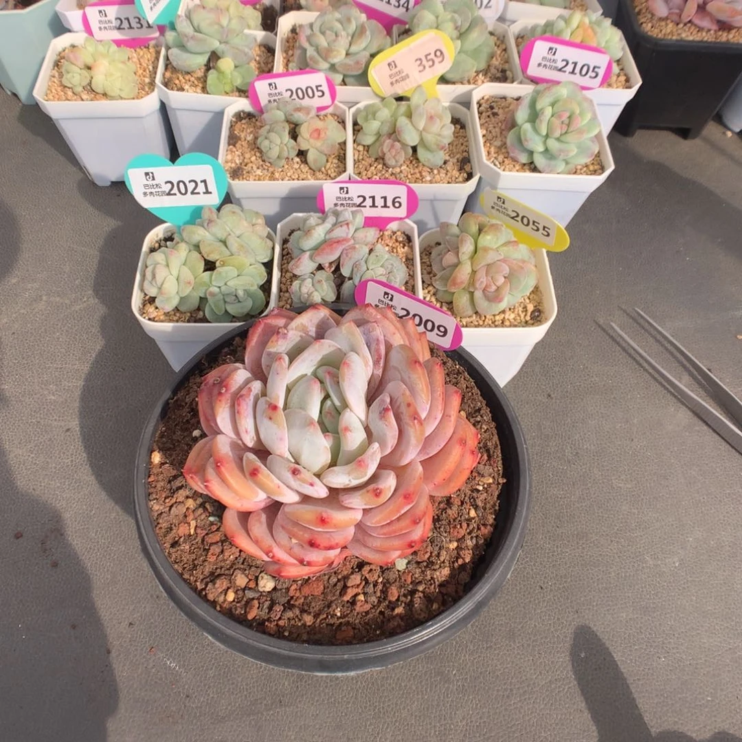 思***、2021-2116-2055-2009 扣除158余855