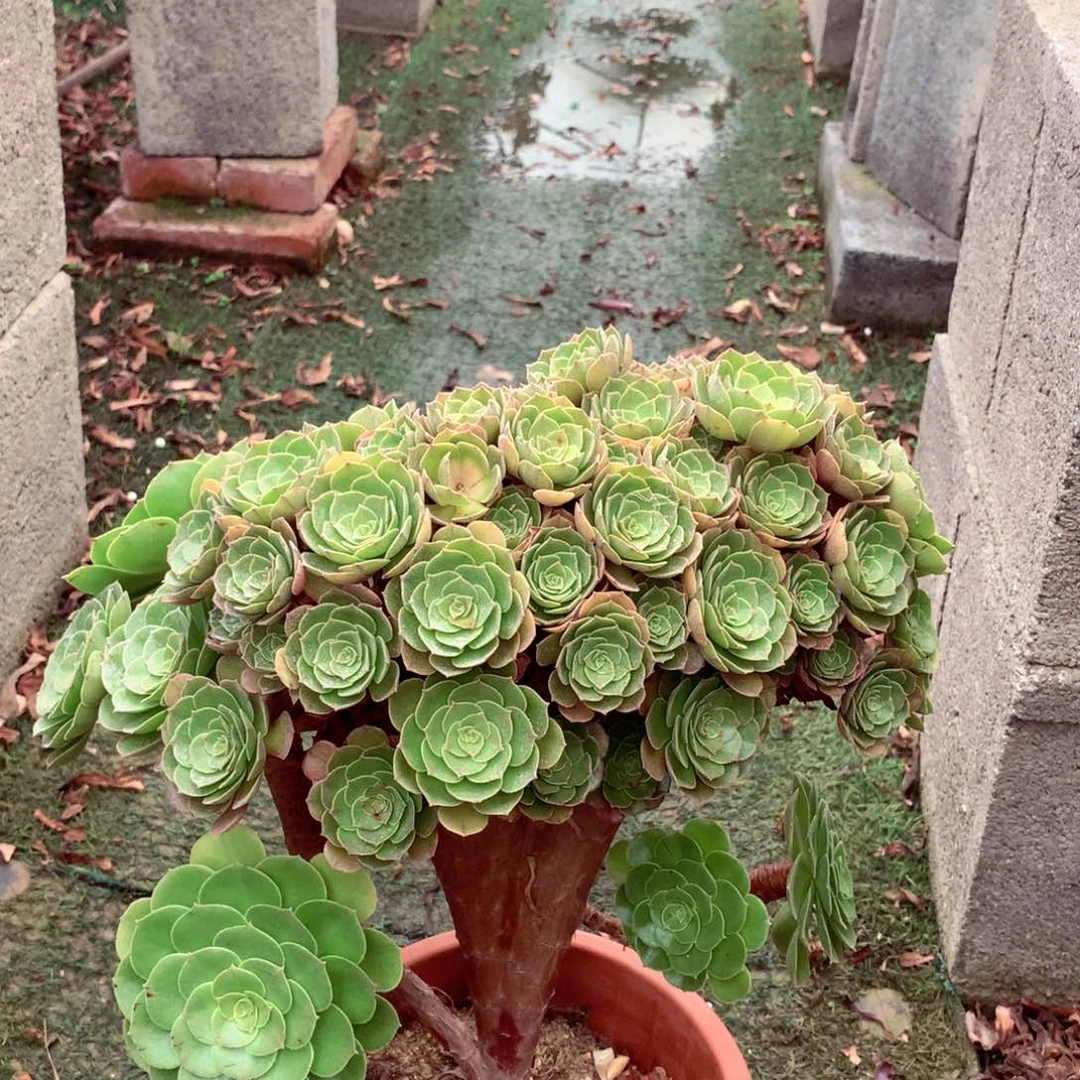 万缀朵朵叶片微伤