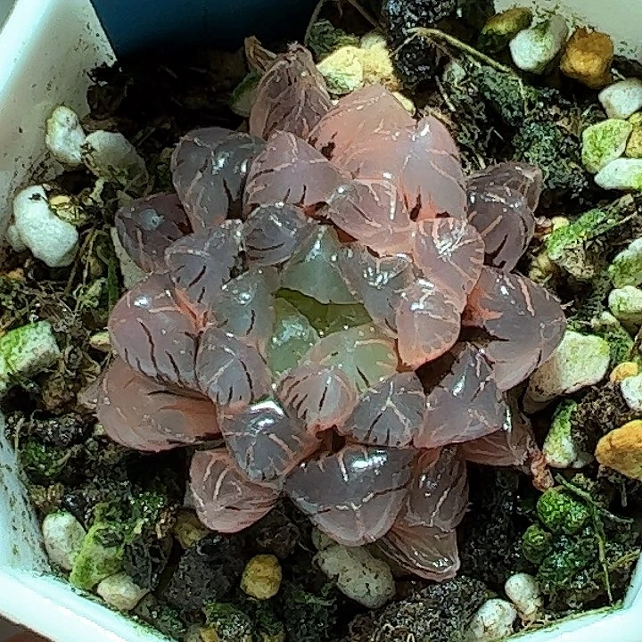 恭喜发财大吉大利0354