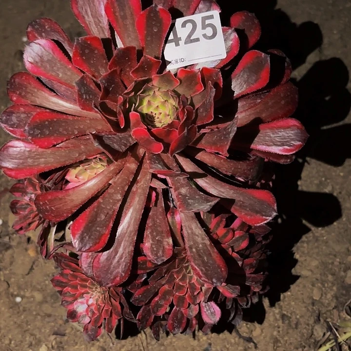 425白月光变异多肉植物不售后