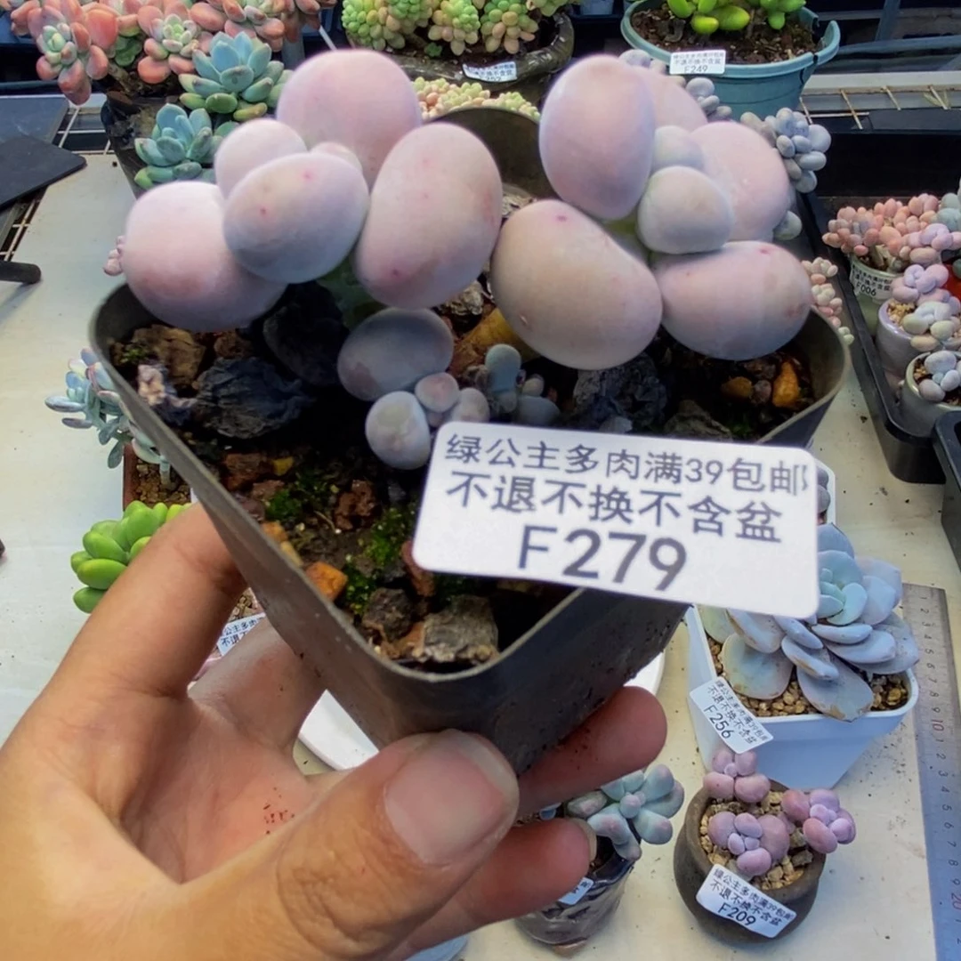 279芭比奶多肉7cm