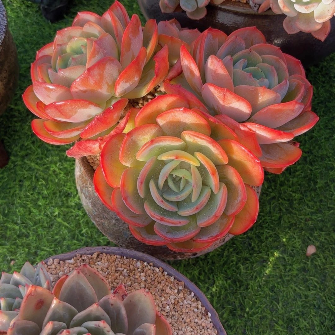 一物一拍，血凤杂拉萨