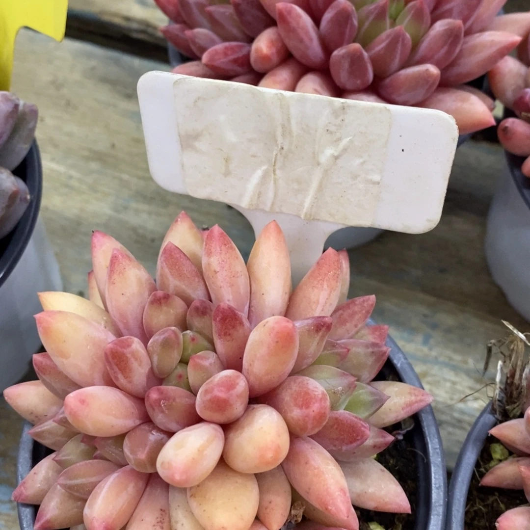 开心多肉，首播第一场，欢迎