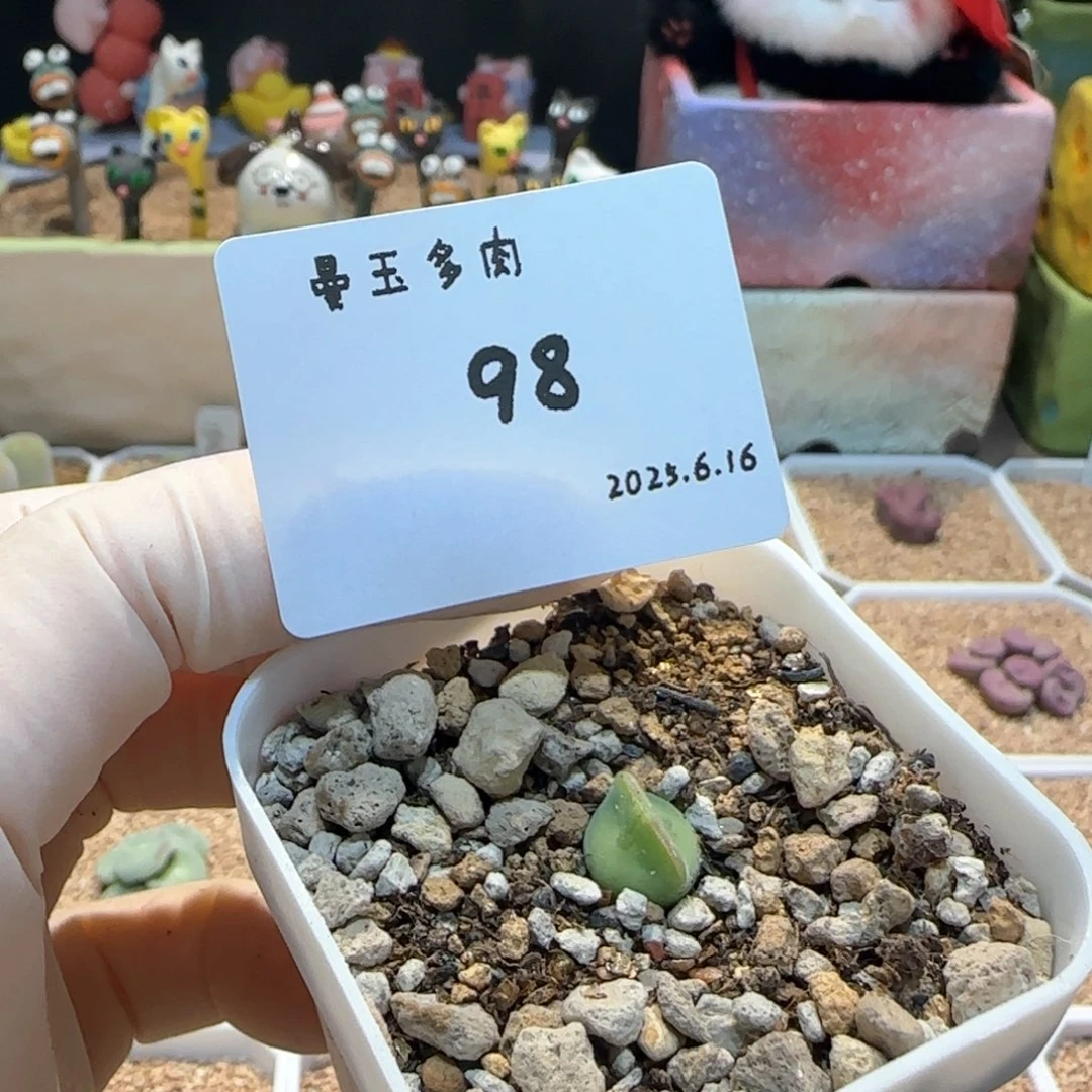 奈***米多肉多肉多肉6.16-098