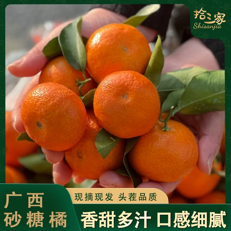 【现摘现发】正宗广西砂糖橘 皮薄肉嫩多汁 细腻无渣新鲜甜好吃桔子