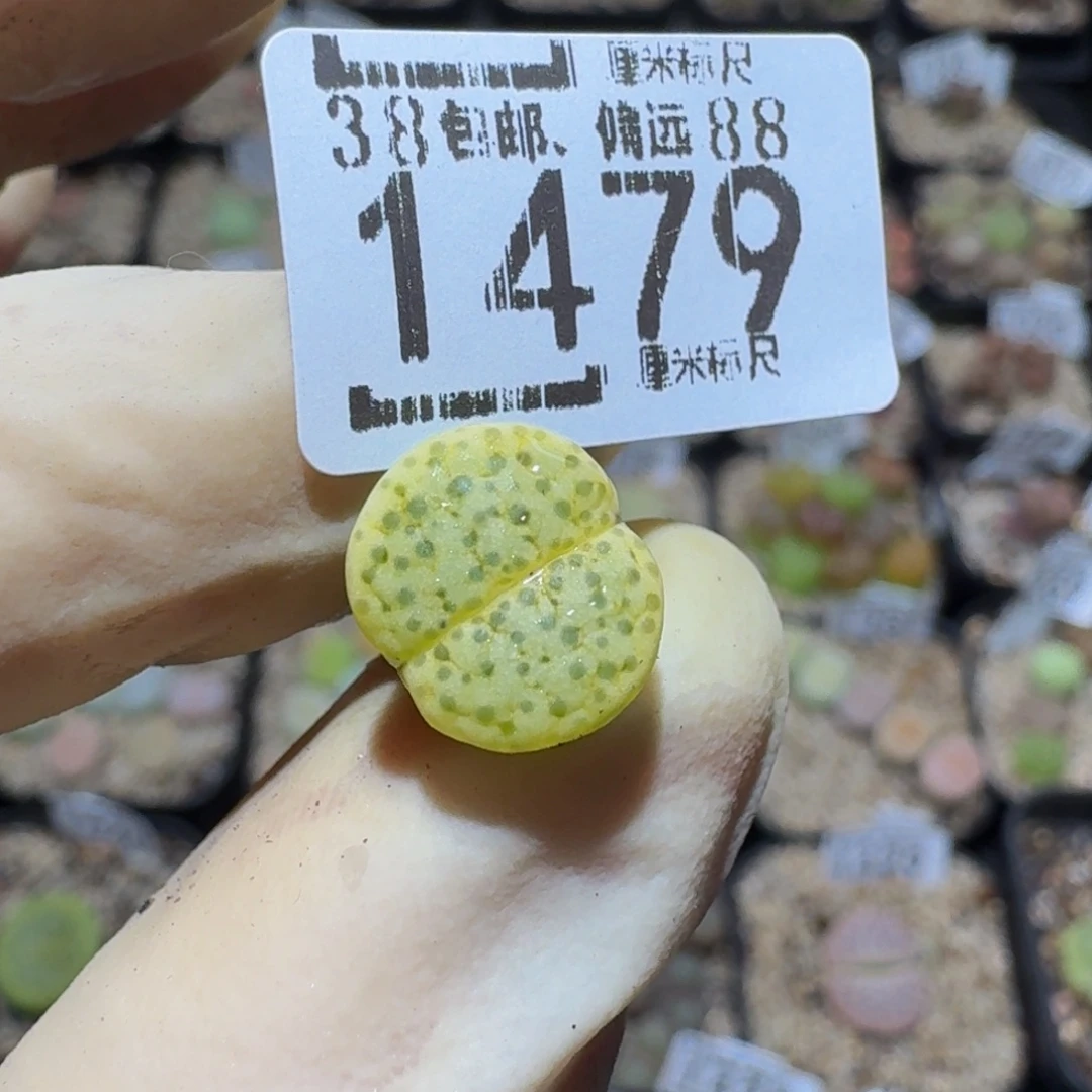 闲***晏zzzz生石花肉锥1479
