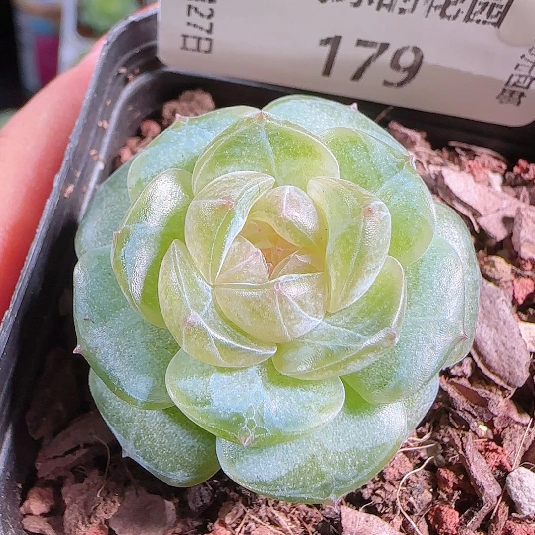 0927-176若画优选不包整