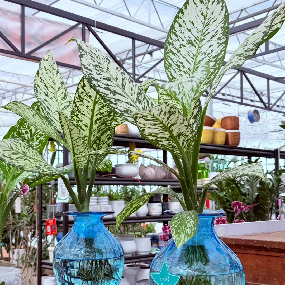 渟叙【暴风雪】新手入门清新绿植超ins网红秋海棠