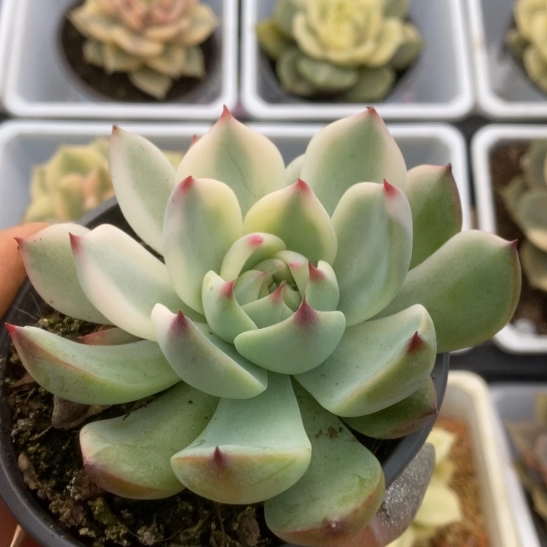 562锦锦锦锦锦锦锦锦
