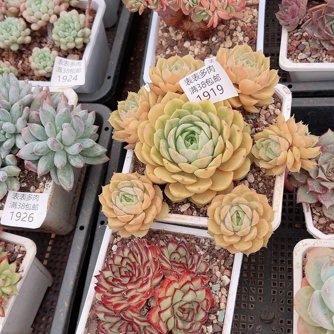 °***༒多肉一物一拍植物1919