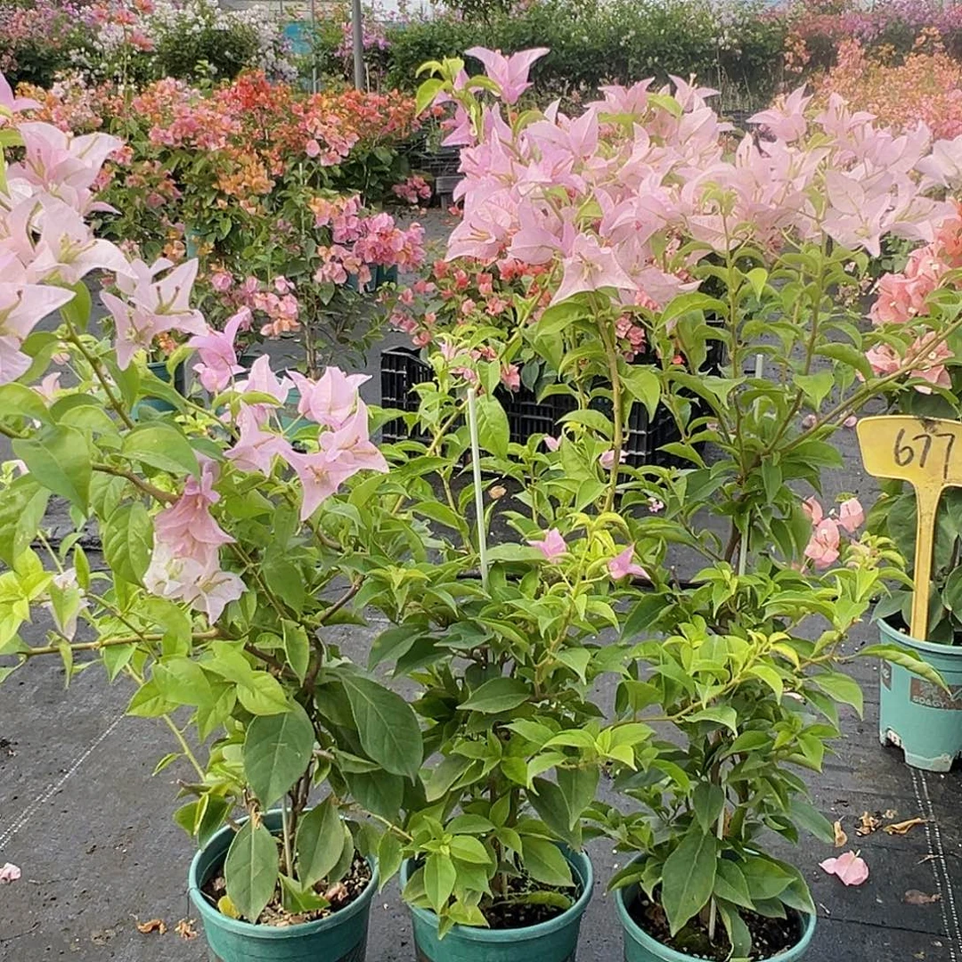 当前无花栽培后可以开花姬小桃带竹一颗