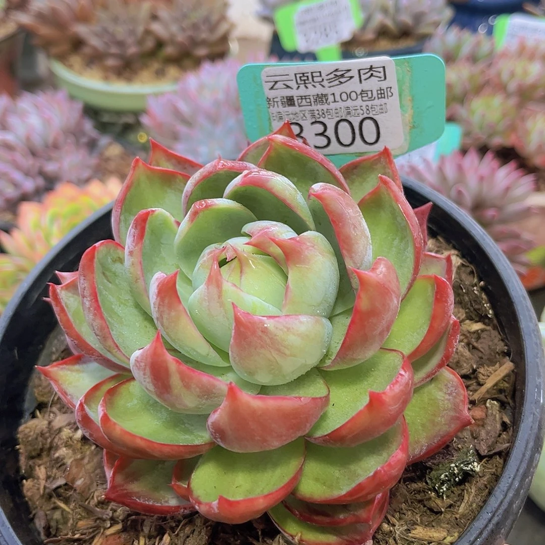 3300惊鸿仙子多肉植物