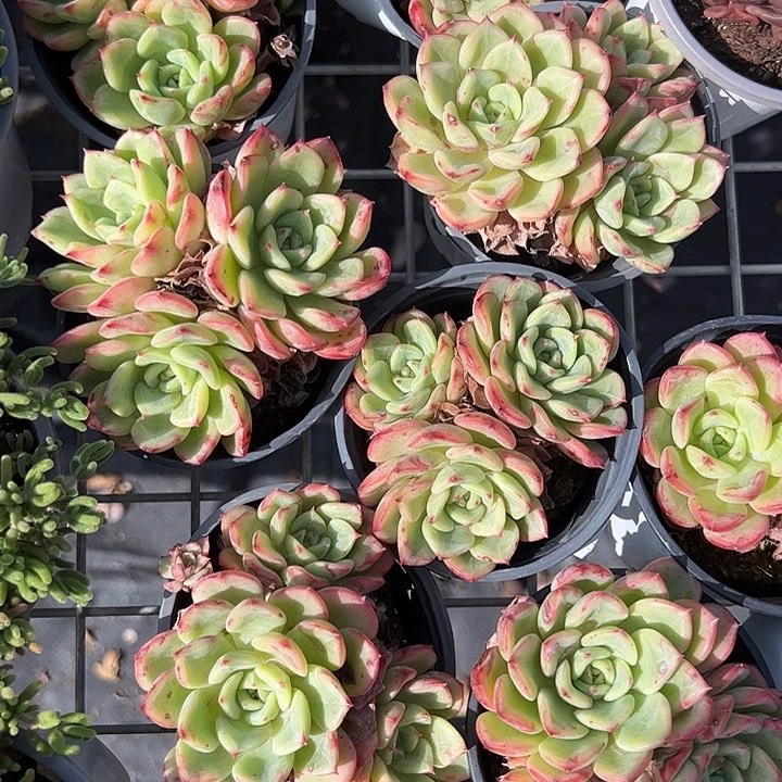 三文鱼群生多肉植物