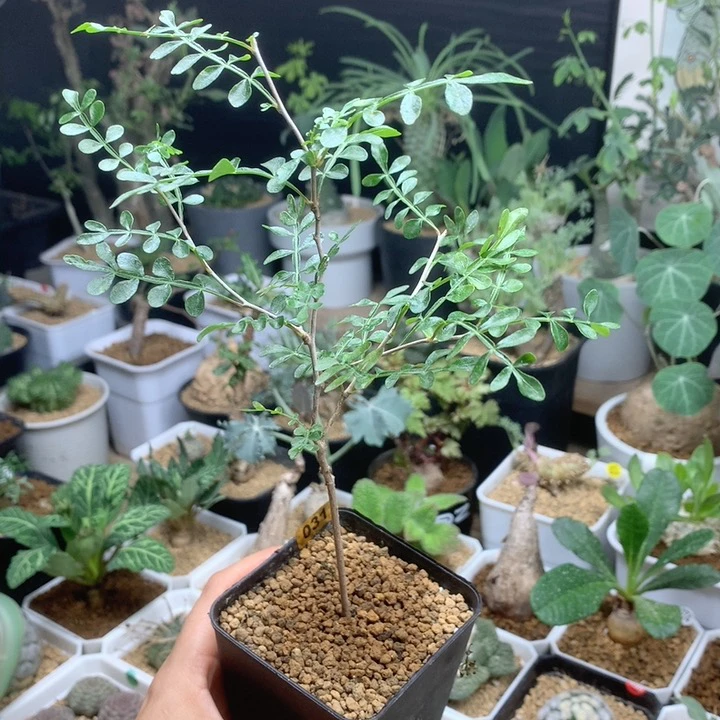 象足漆树实生带盆031