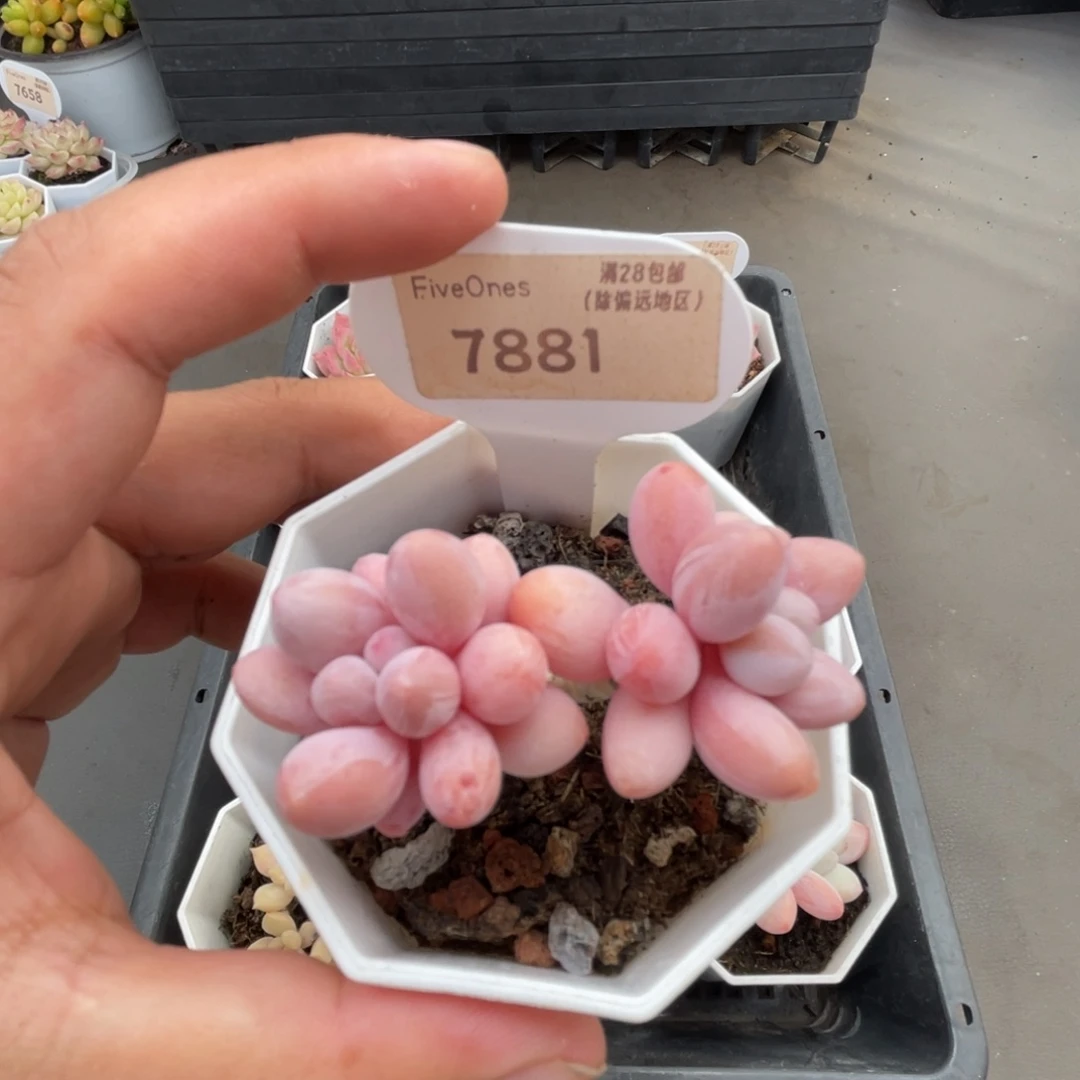 7881粉色恋人4.5厘米