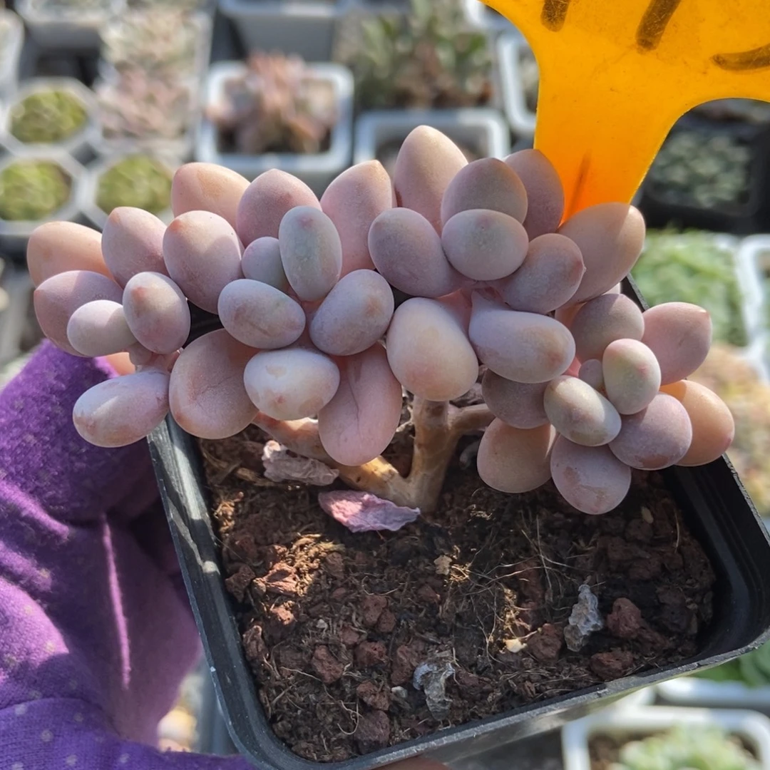 1943桃蛋多肉植物多肉