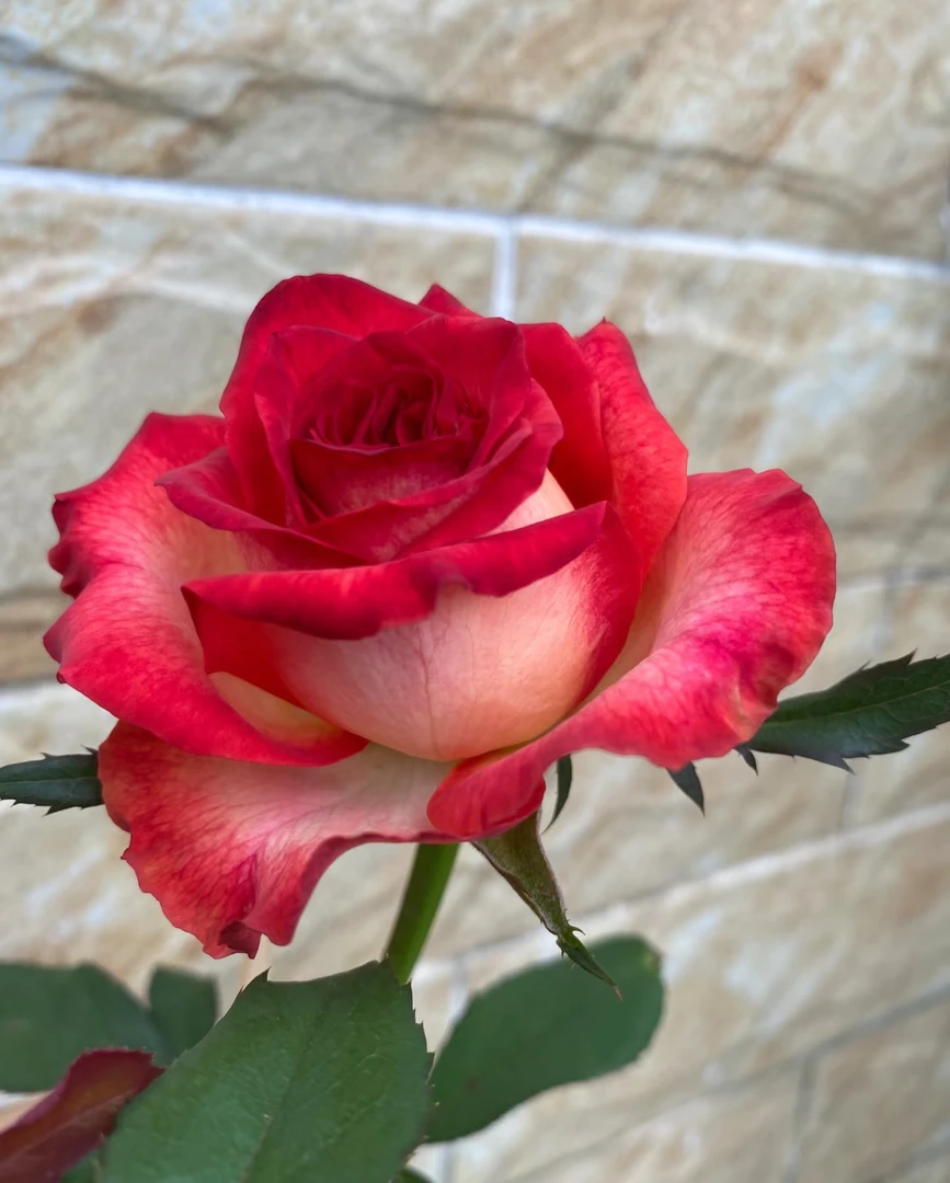 沙皇 阿巴苏达月季 1加仑根接中苗原盆原土发货 品种包对版