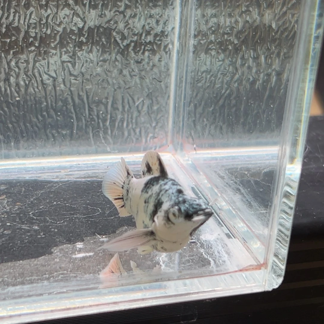 孔雀鱼玛丽鱼一条水墨母鱼