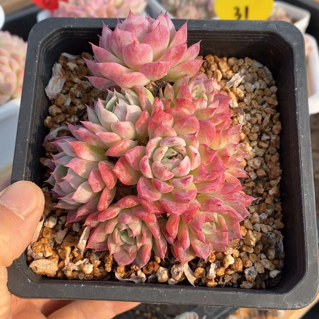 精品多肉一物一拍不包整582