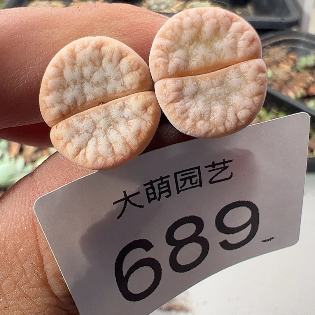 一物一拍脱土发。 689