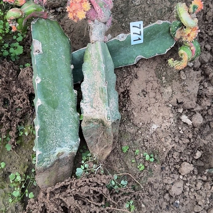 狗***友无花朵嫁接龙凤牡丹锦771