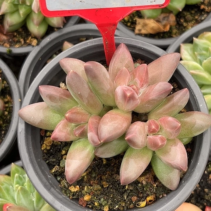紫霞仙子多肉植物775