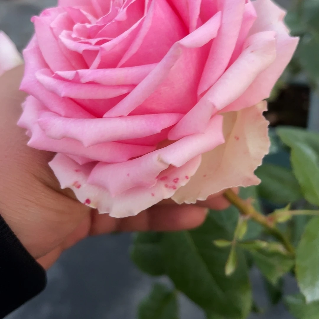 无花朵————粉红气泡 福利款