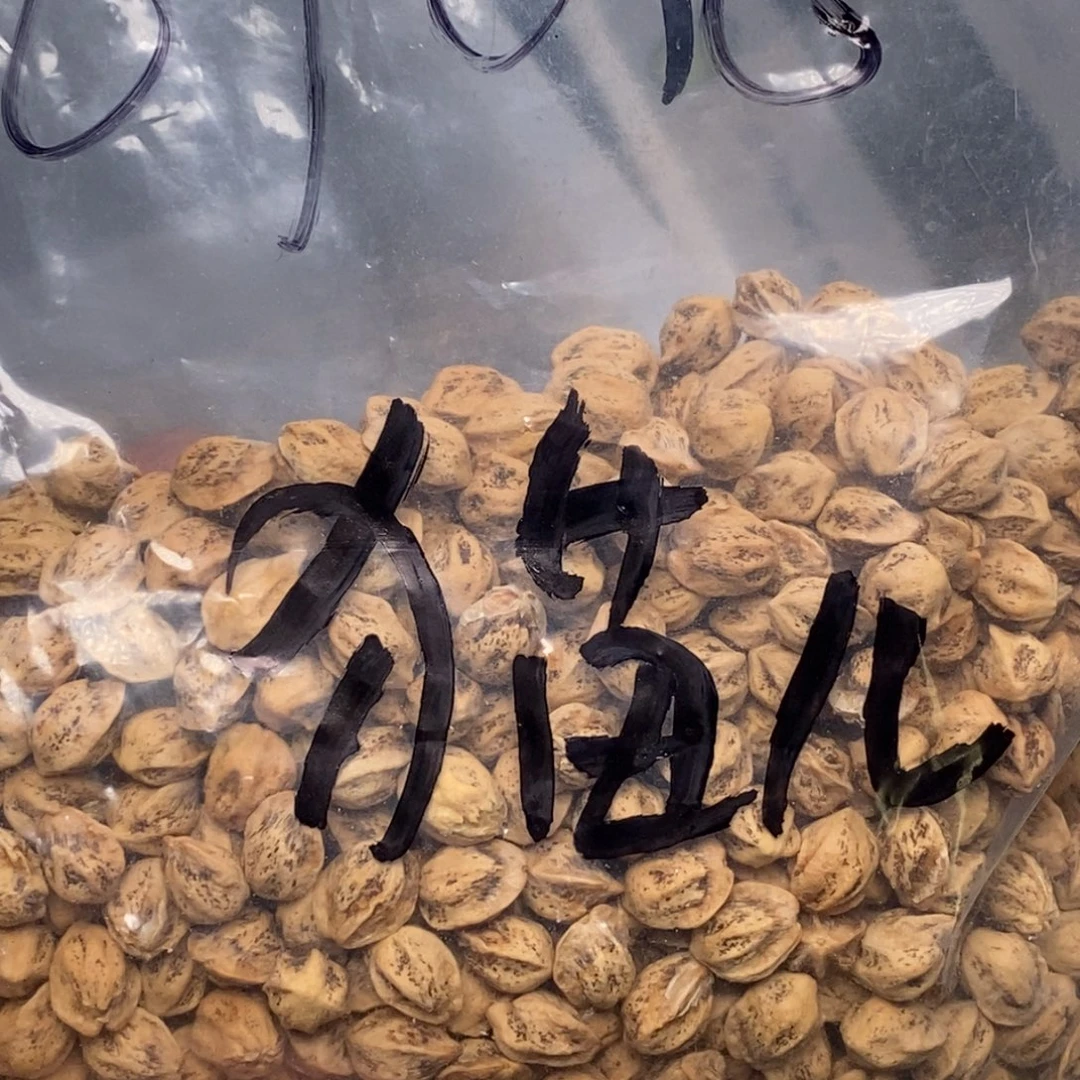 猫***7柏香籽/百香籽吊坠