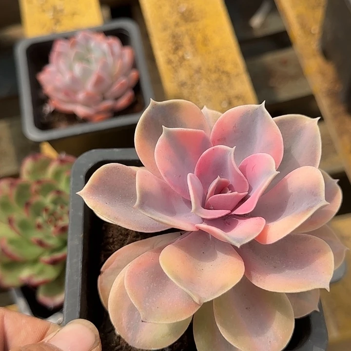 紫珍珠惊鸿一物一一拍包装收缩花旱
