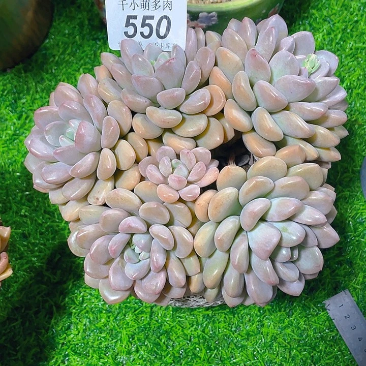 海**川谢谢你的支持0000000550