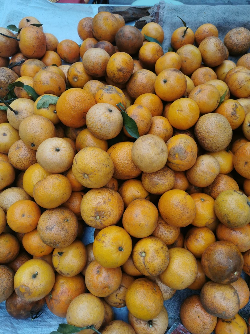 （米乐大集现收）沃柑菇丑柑菇非菇