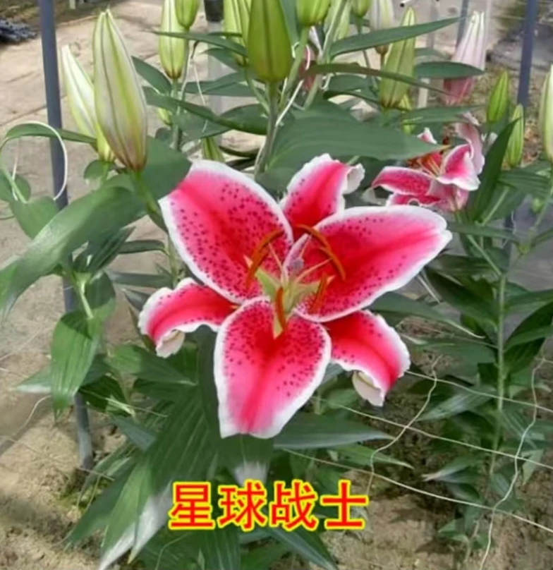 香水百合星球战士盆栽地栽(12/15带芽）