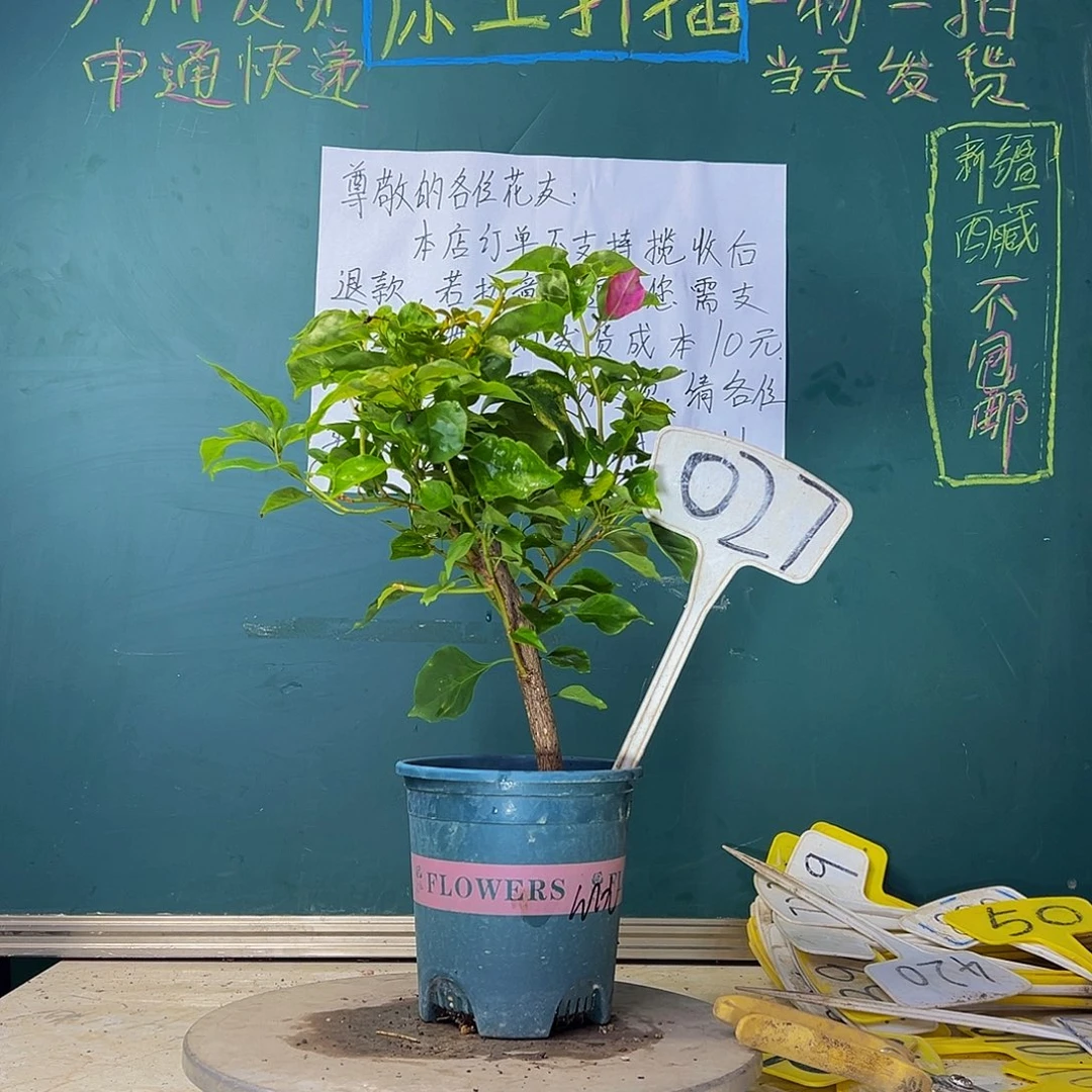 当前无花栽培后可以开花  红九月 粗杆 027