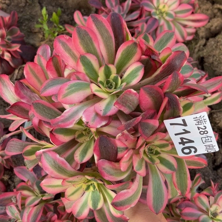 7146南美杜莎多肉植物