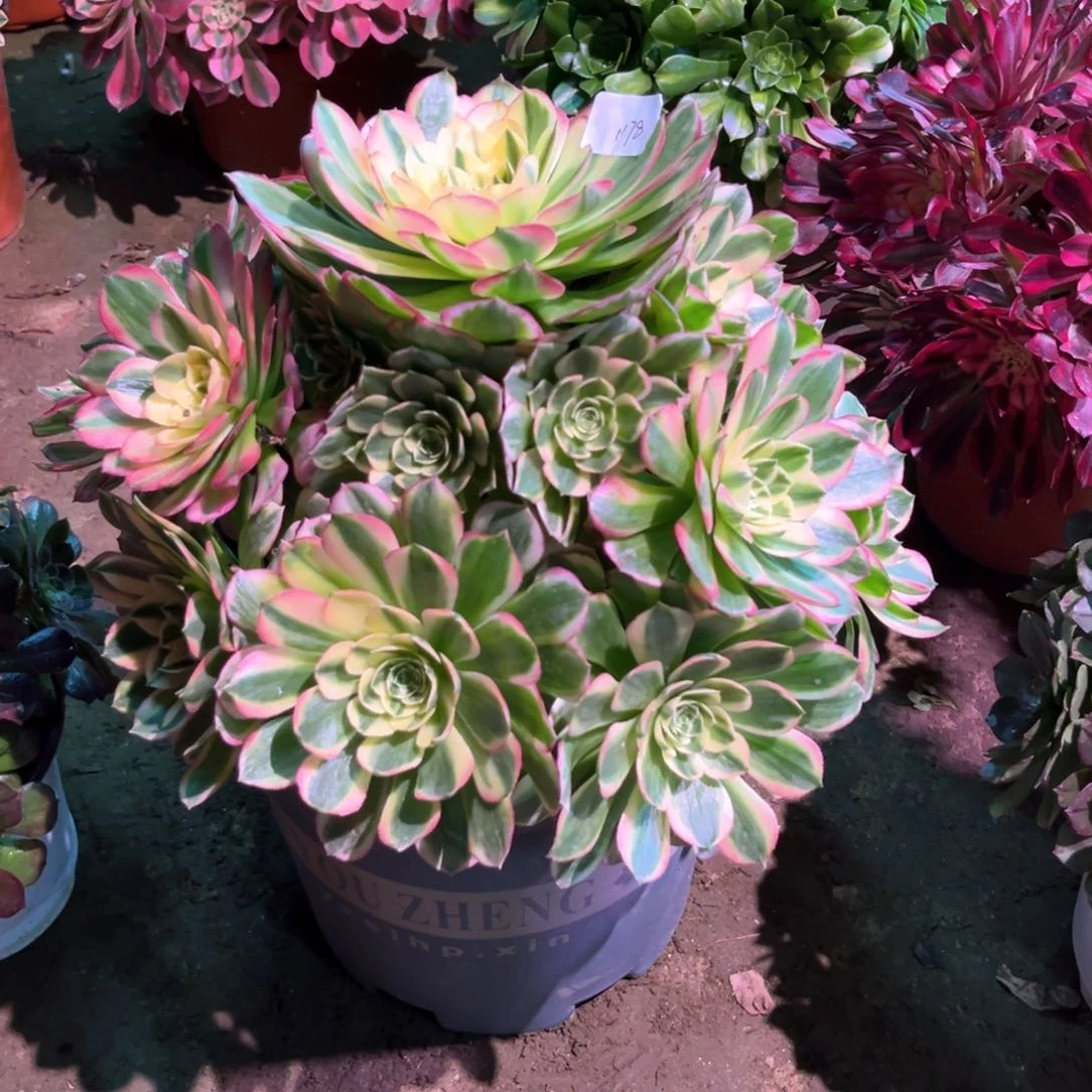 多肉植物海王1178