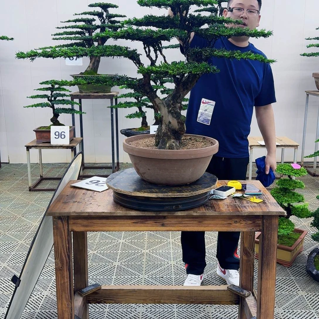 无花朵米叶罗汉松造型盆景