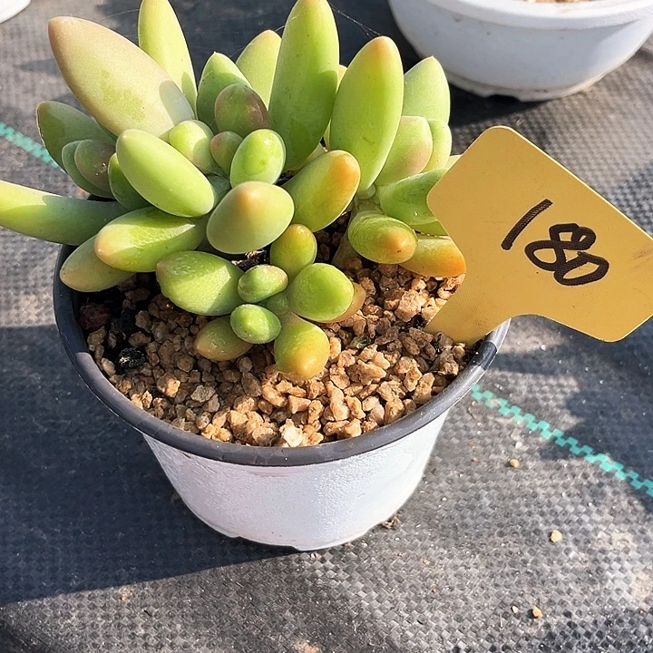 浪***事金蝉一个人的时候了解一下