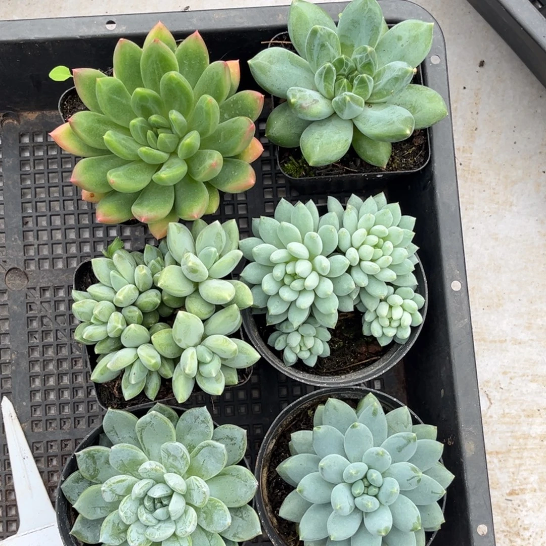 美人系多肉随机六颗4