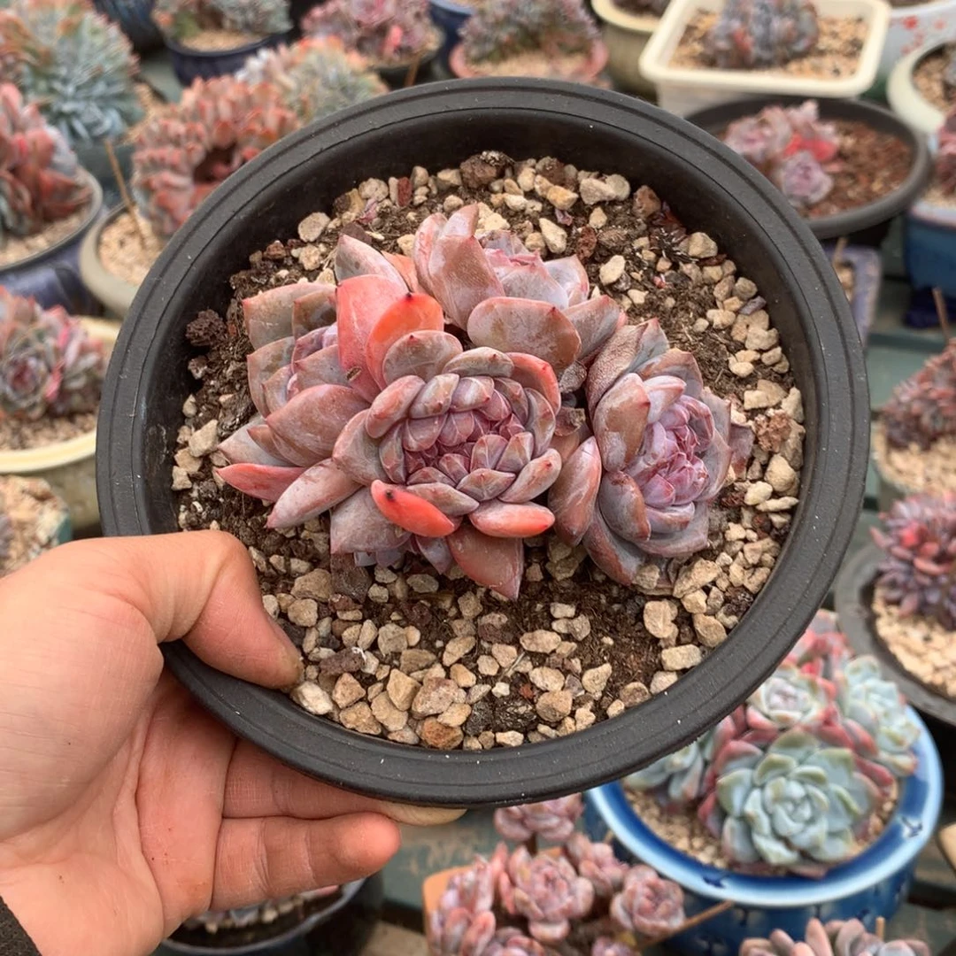 无花朵哈哈哈哈哈哈哈哈25